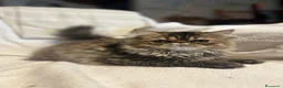 Persiano gatti in vendita: 🐱 Gattina Persiana – Piacenza - Annuncio 2
