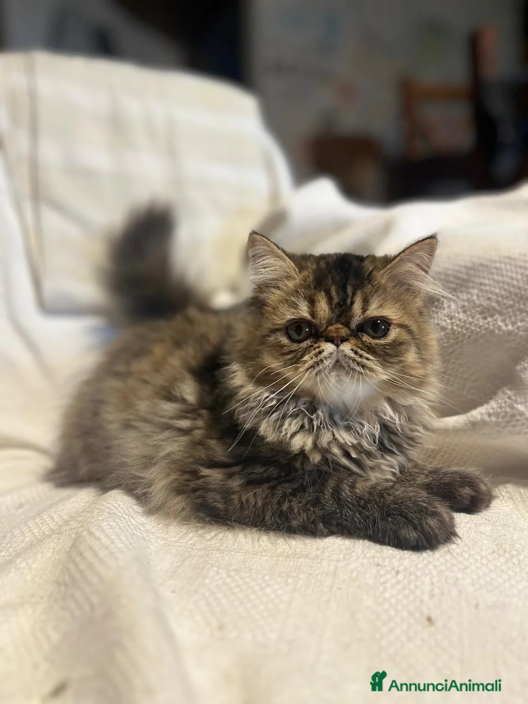 Persiano gatti in vendita: 🐱 Gattina Persiana – Piacenza - Annuncio 2