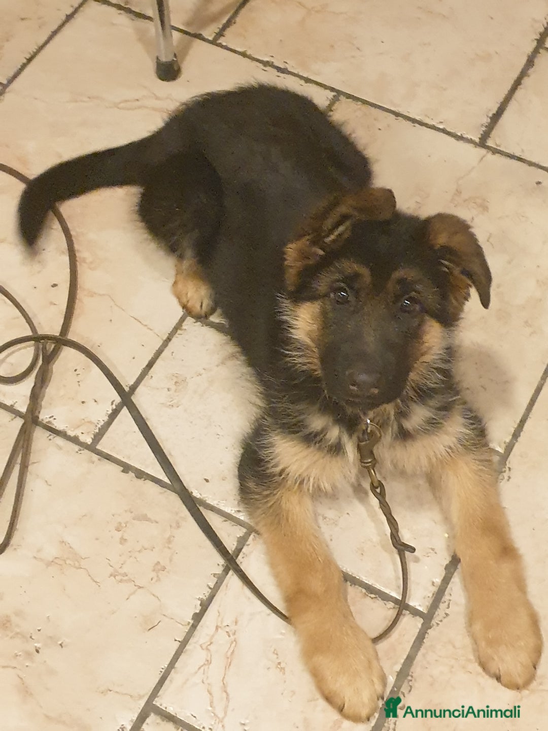 Pastore Tedesco cani in vendita: ULTIMA CUCCIOLA DI PASTORE TEDESCO - Annuncio 4