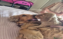 Cocker cani in vendita: Cuccioli cocker Spaniel inglese - Immagine 5