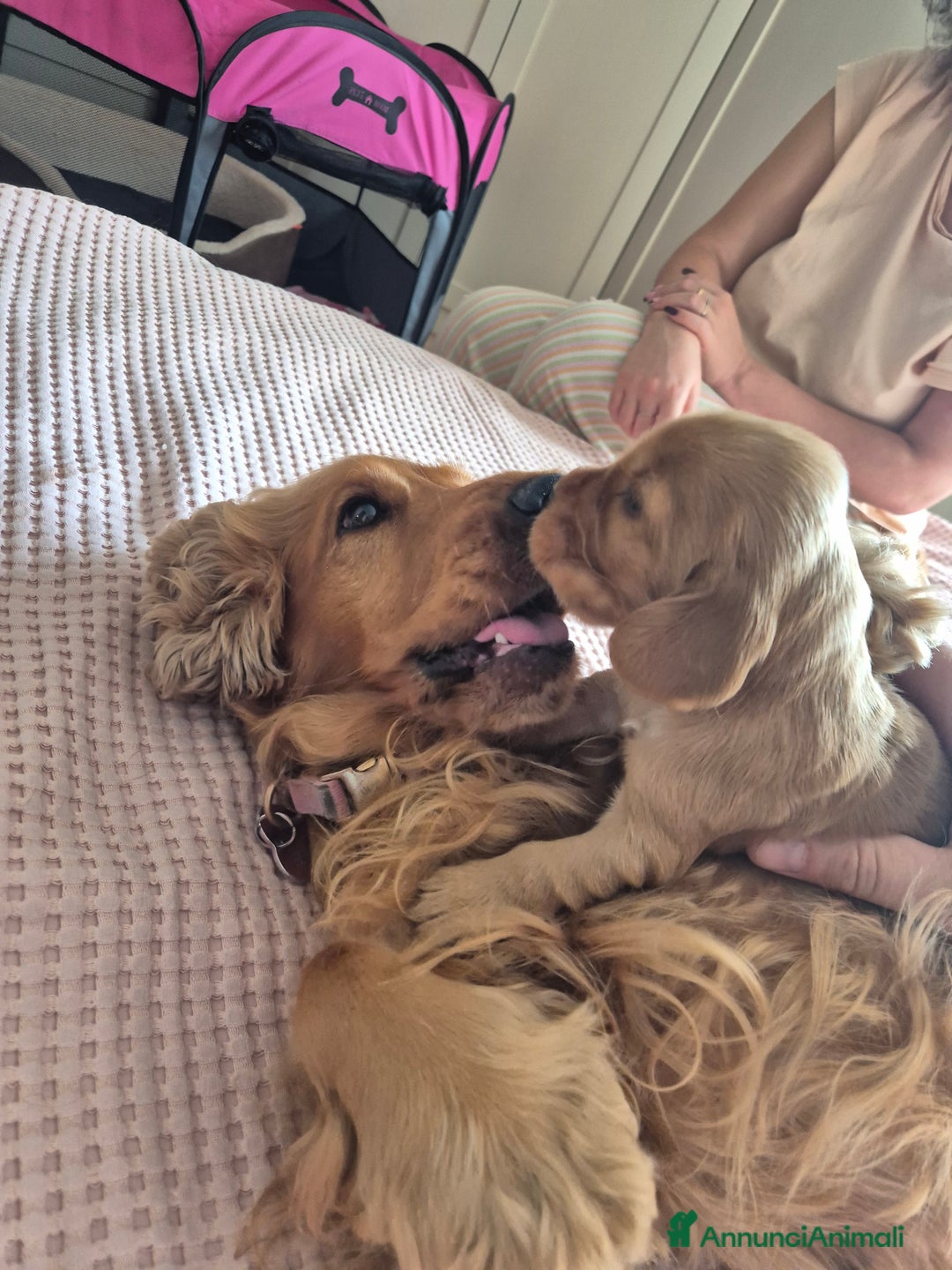 Cocker cani in vendita: Cuccioli cocker Spaniel inglese - Annuncio 5