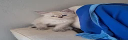 Siberiano gatti in vendita: Cucciolo siberiano neva  - Annuncio 3