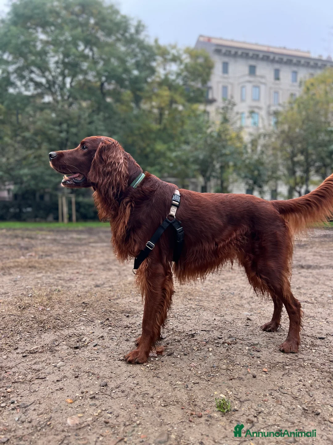Setter Irlandese cani per accoppiamento: Aspic, bello e impossibile ;) - Annuncio 3