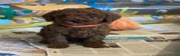 Barboncino Toy cani in vendita: Barboncini Toy a Provincia di Modena - Annuncio 4