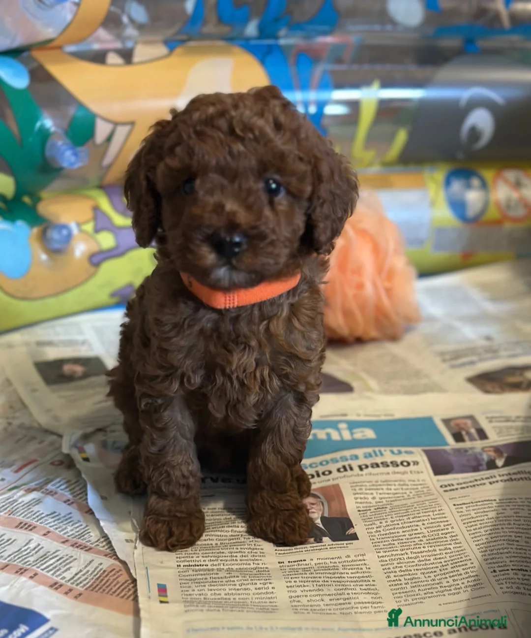Barboncino Toy cani in vendita: Barboncini Toy a Provincia di Modena - Annuncio 4