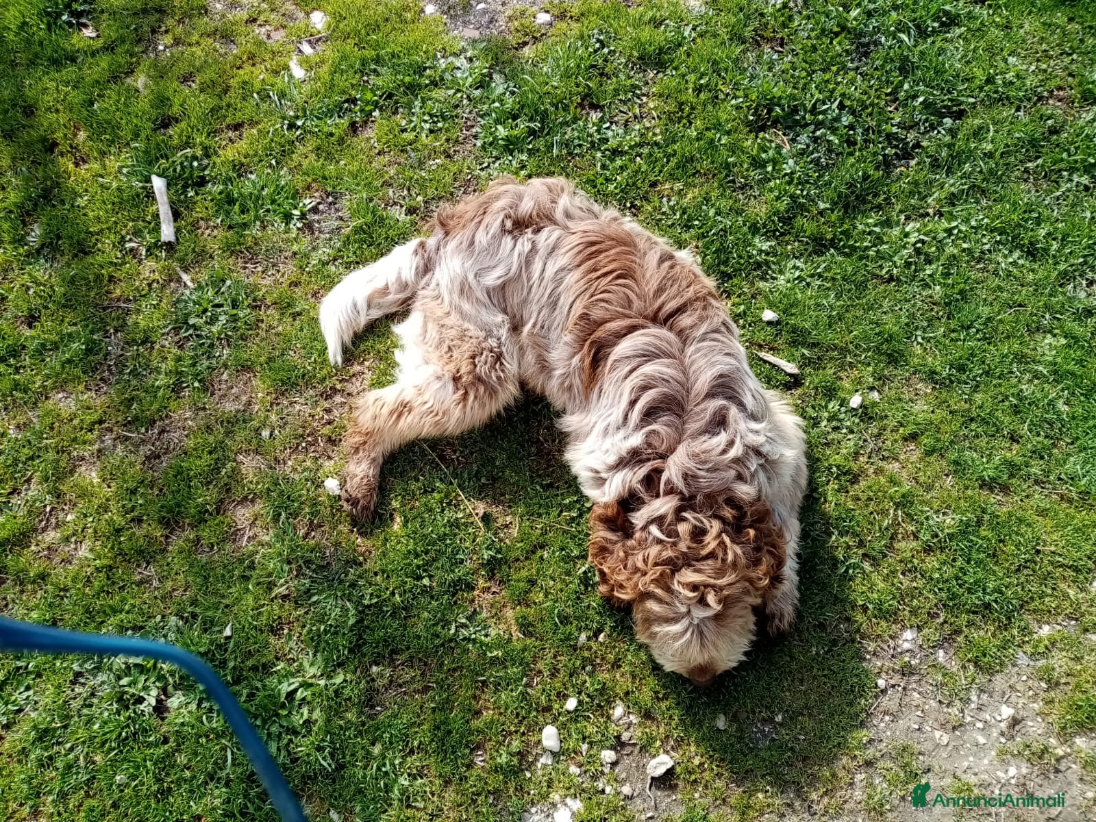 Lagotto cani Oscar  - Annuncio 2
