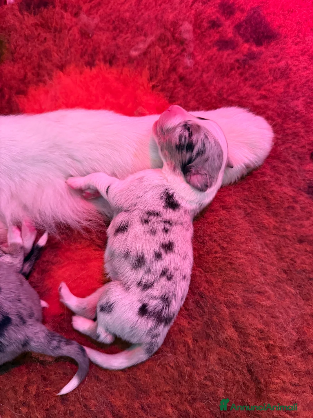 Australian Shepherd cani in vendita: Vendesi cuccioli di pastore australiano - pedigree - Annuncio 6