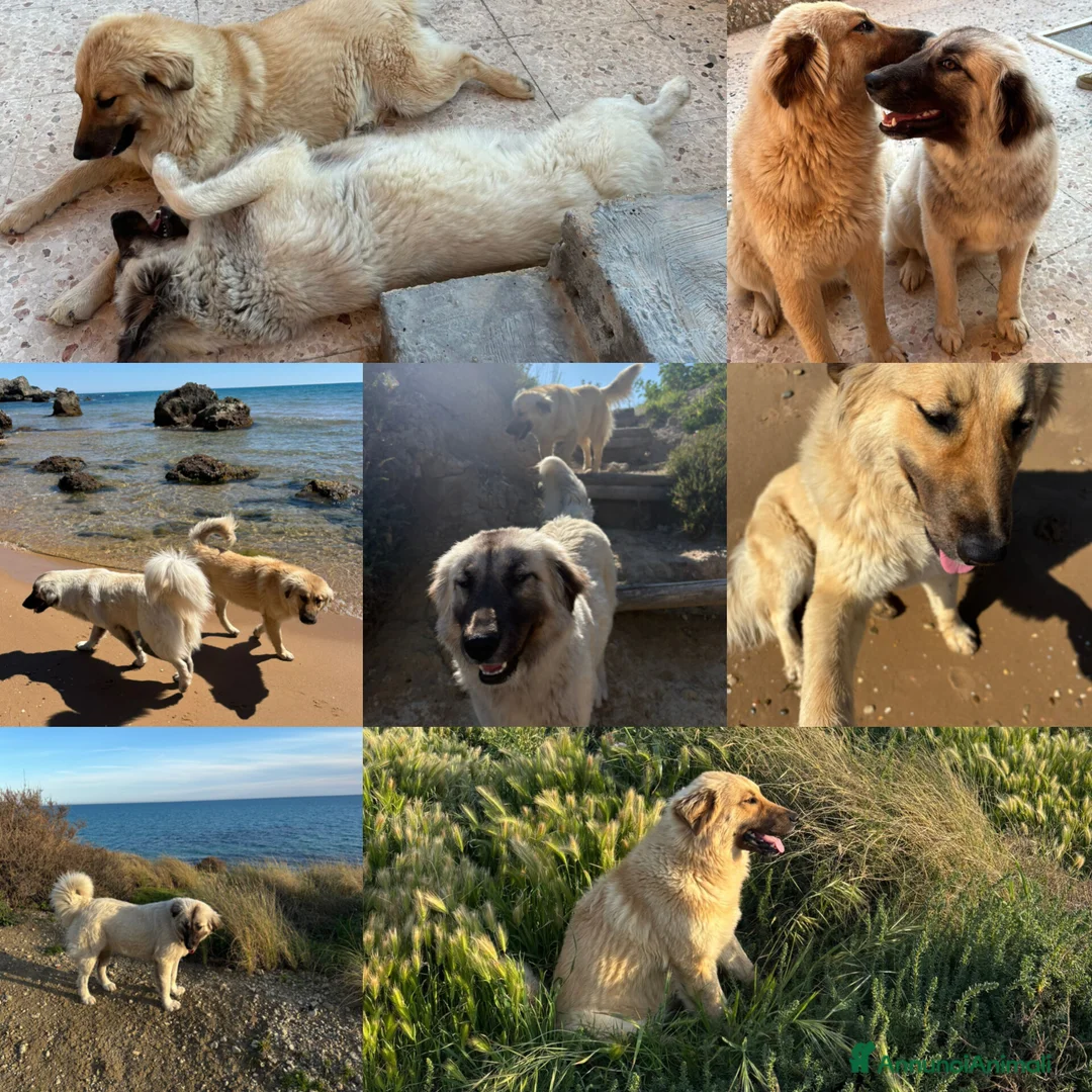Meticcio cani in regalo: CERCHIAMO CASA PER DUE CUCCIOLONI a Libero consorzio comunale di Agrigento - Annuncio 1