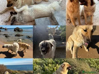 Meticcio cani CERCHIAMO CASA PER DUE CUCCIOLONI - Annuncio 16