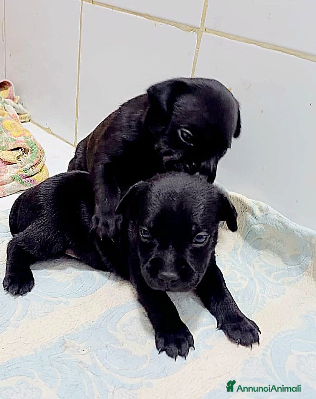 Staffordshire cani in vendita: Staffordshire bull terrier a Città metropolitana di Catania - Immagine 4