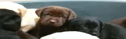 Labrador cani in vendita: Cuccioli labrador  - Annuncio 15