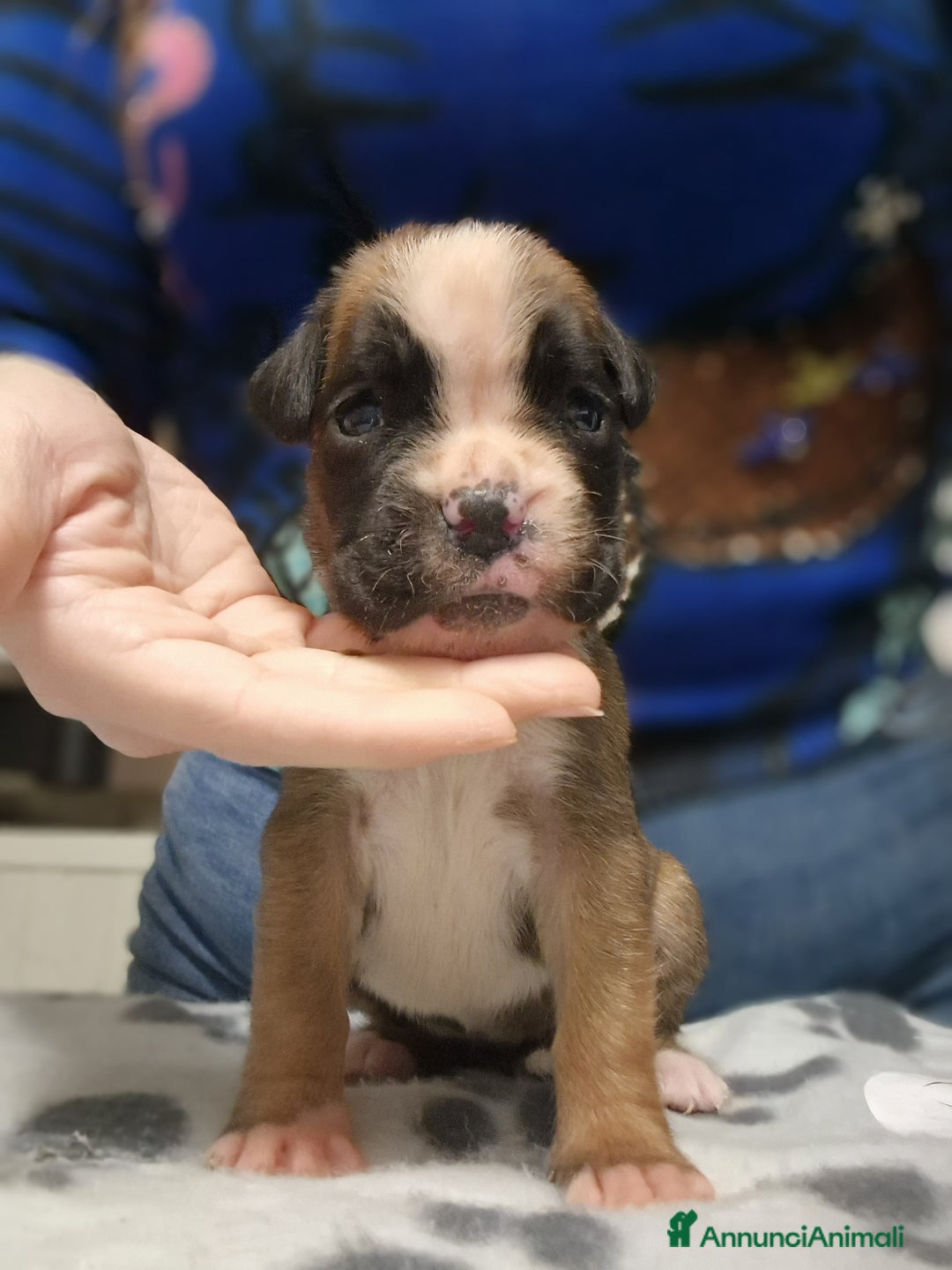 Boxer cani in vendita: Boxer cuccioli con pedigree - Annuncio 5