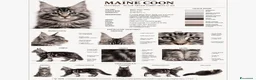 Maine Coon gatti in vendita: Cuccioli Maine coon  - Annuncio 14