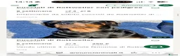 Rottweiler cani in vendita: Vendo ultime 2 cucciole di Rottweiler  - Annuncio 1
