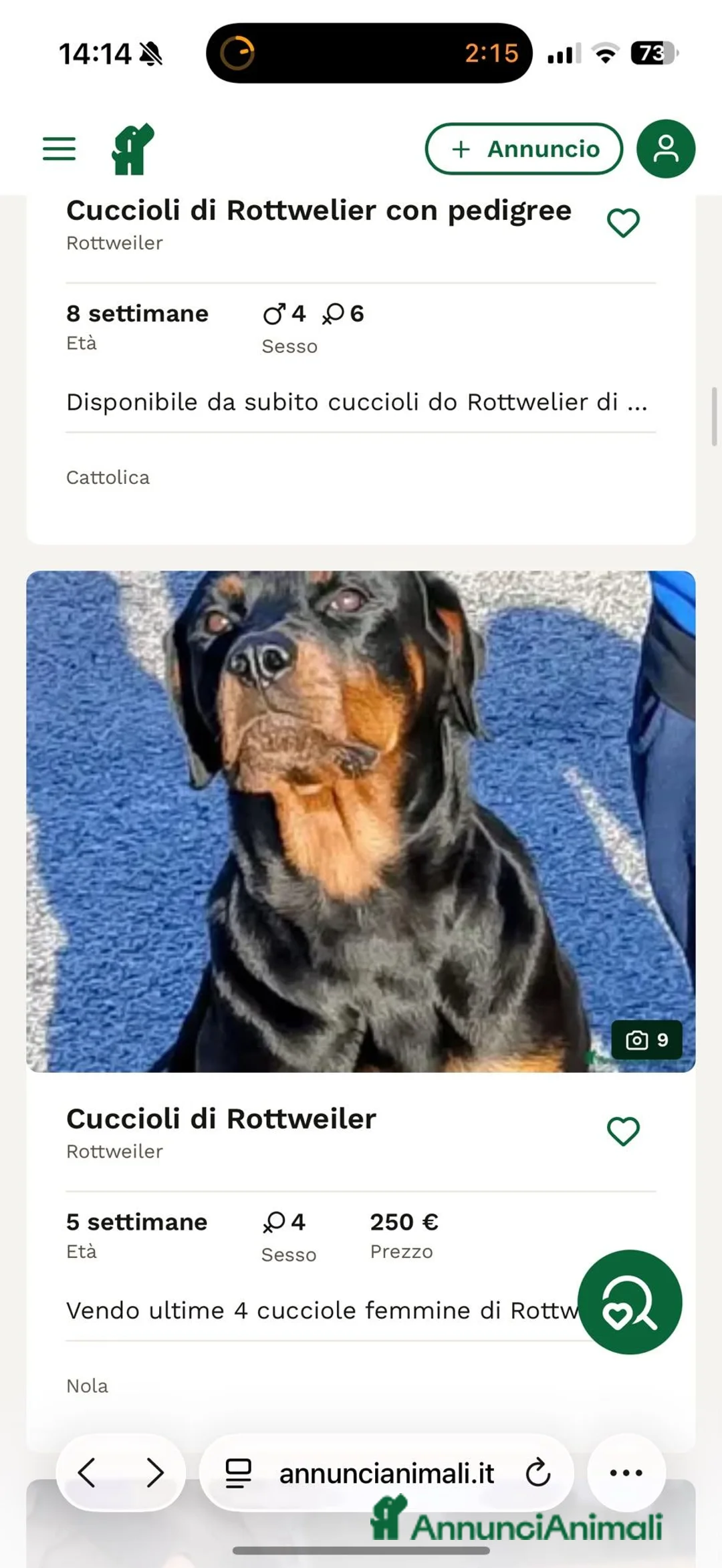 Rottweiler cani in vendita: Vendo ultime 2 cucciole di Rottweiler  - Annuncio 1