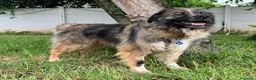 Meticcio cani in regalo: PRUGNA STUPENDA CAGNOLONA - Annuncio 4