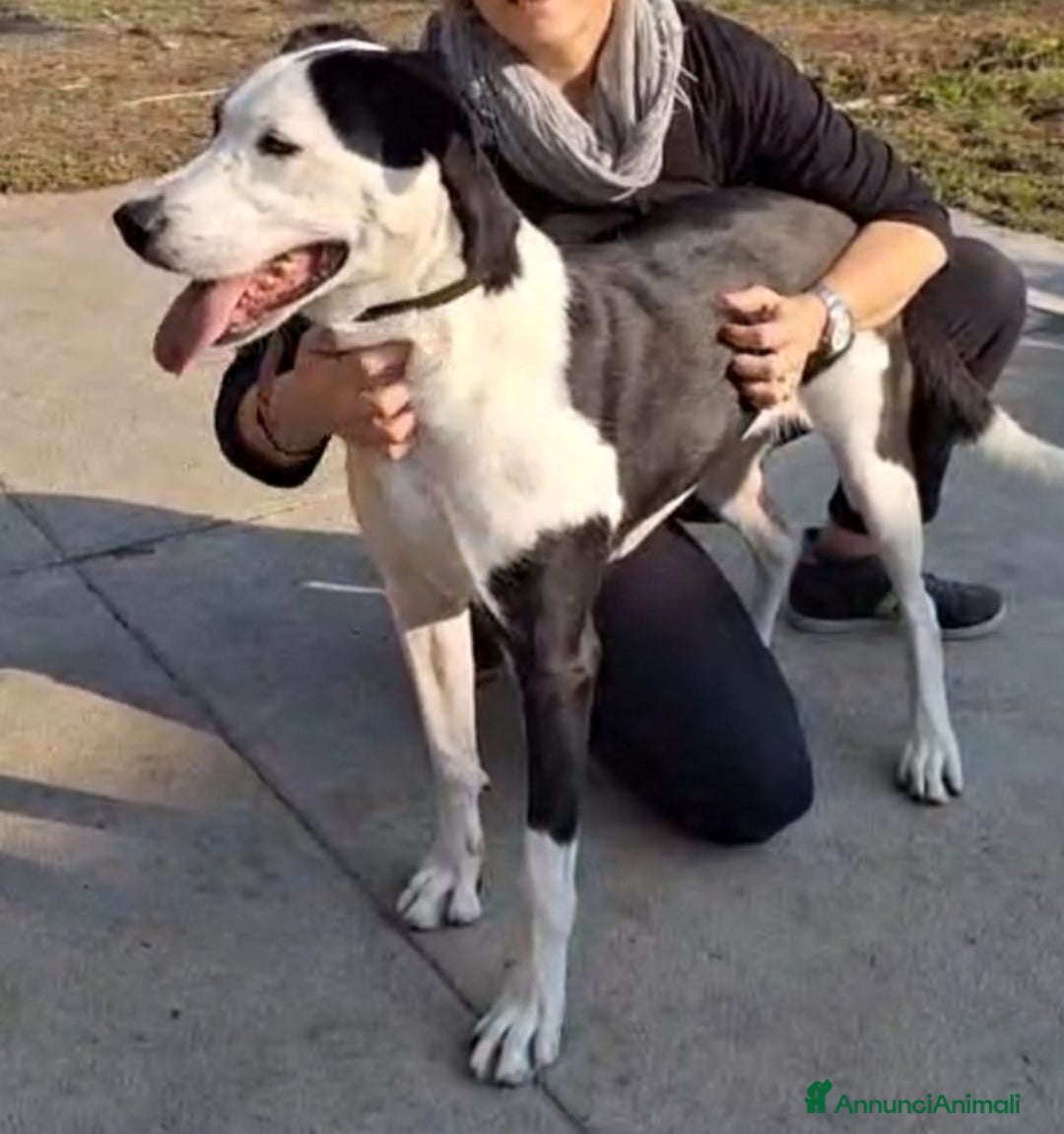 Meticcio gatti in regalo: Mix Amstaff femmina oltre 3anni di appelli CREMONA - Annuncio 4