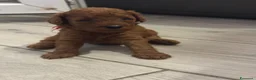 Barboncino Toy cani in vendita: Barboncini red a Città metropolitana di Palermo - Annuncio 3