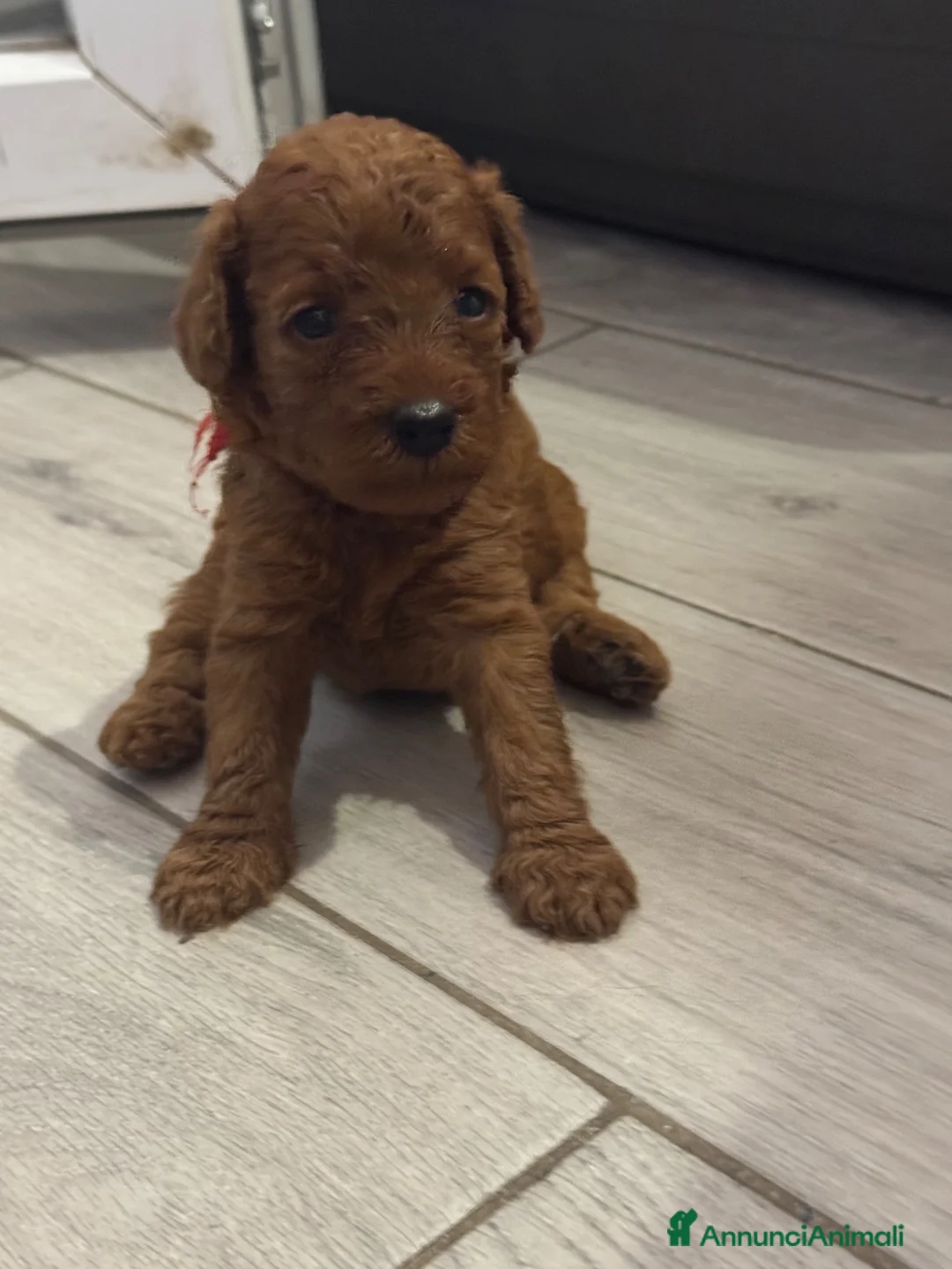 Barboncino Toy cani in vendita: Barboncini red a Città metropolitana di Palermo - Annuncio 3