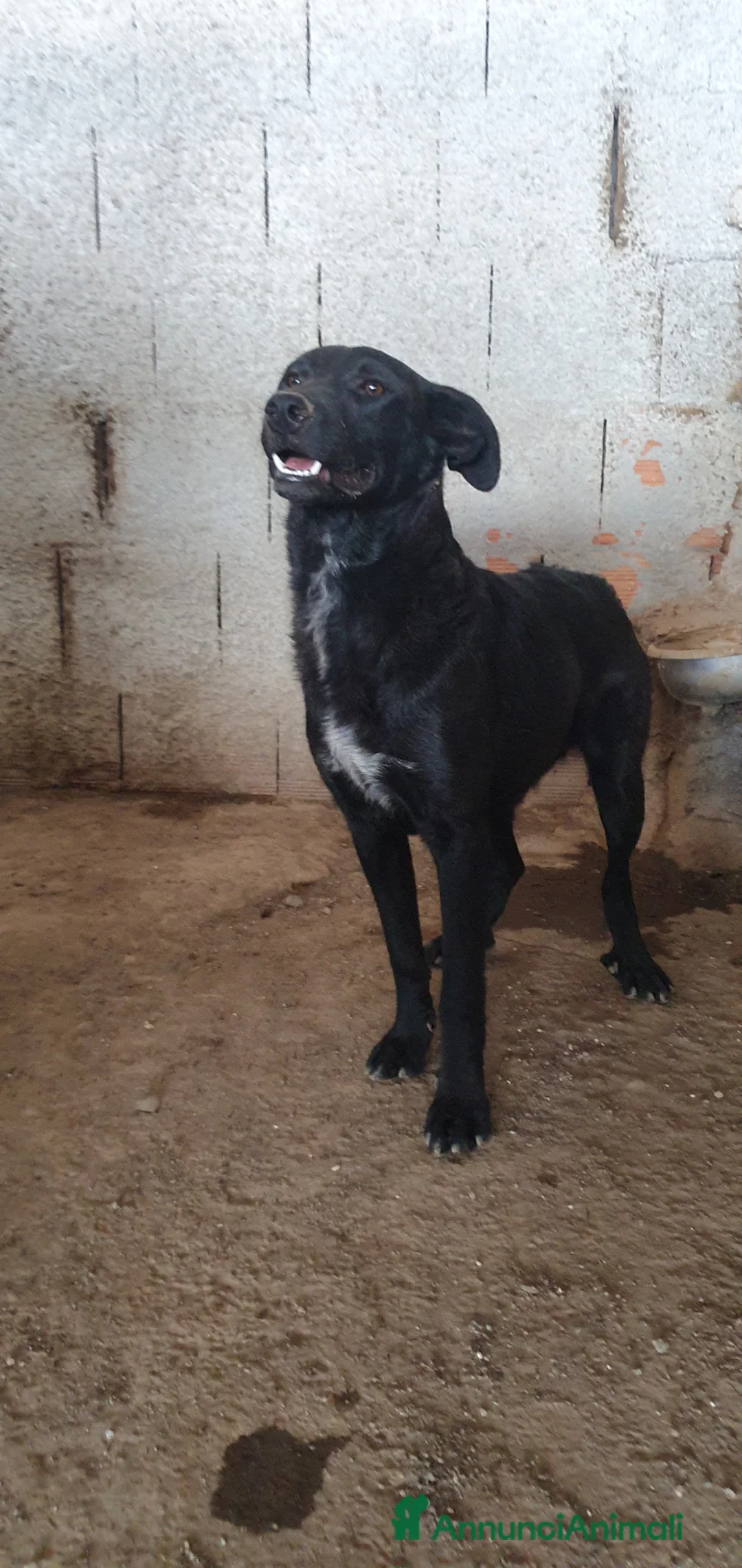 Meticcio cani in regalo: Flora, cucciola meticcia in canile - Annuncio 2
