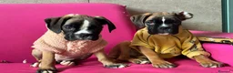 Boxer cani in vendita: CUCCIOLE DI BOXER  - Annuncio 11