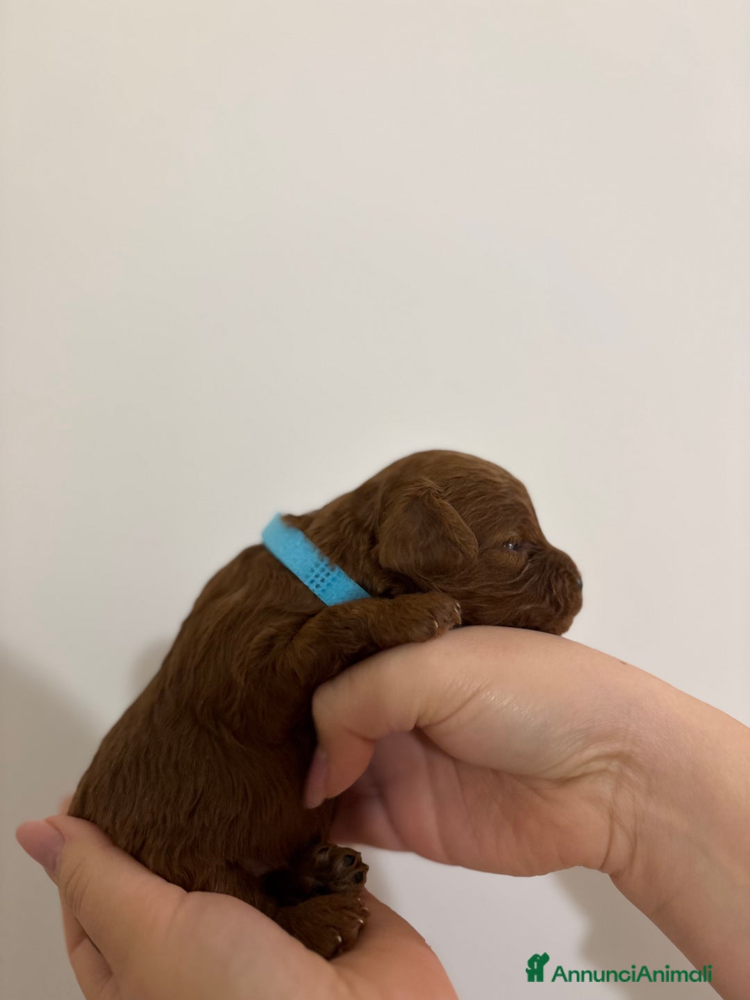 Barboncino Toy cani in vendita: Barboncini toy red  - Annuncio 6