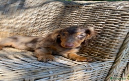 Bassotto cani in vendita: 🌟Splendidi cuccioli di bassotto a pelo lungo🌟 a Città metropolitana di Milano - Immagine 16