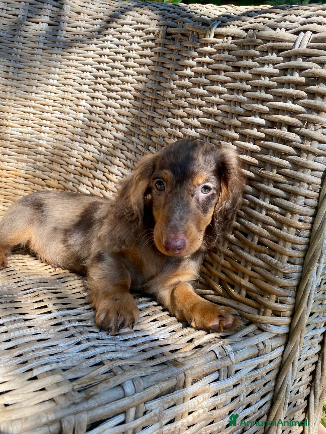 Bassotto cani in vendita: 🌟Splendidi cuccioli di bassotto a pelo lungo🌟 a Città metropolitana di Milano - Immagine 16