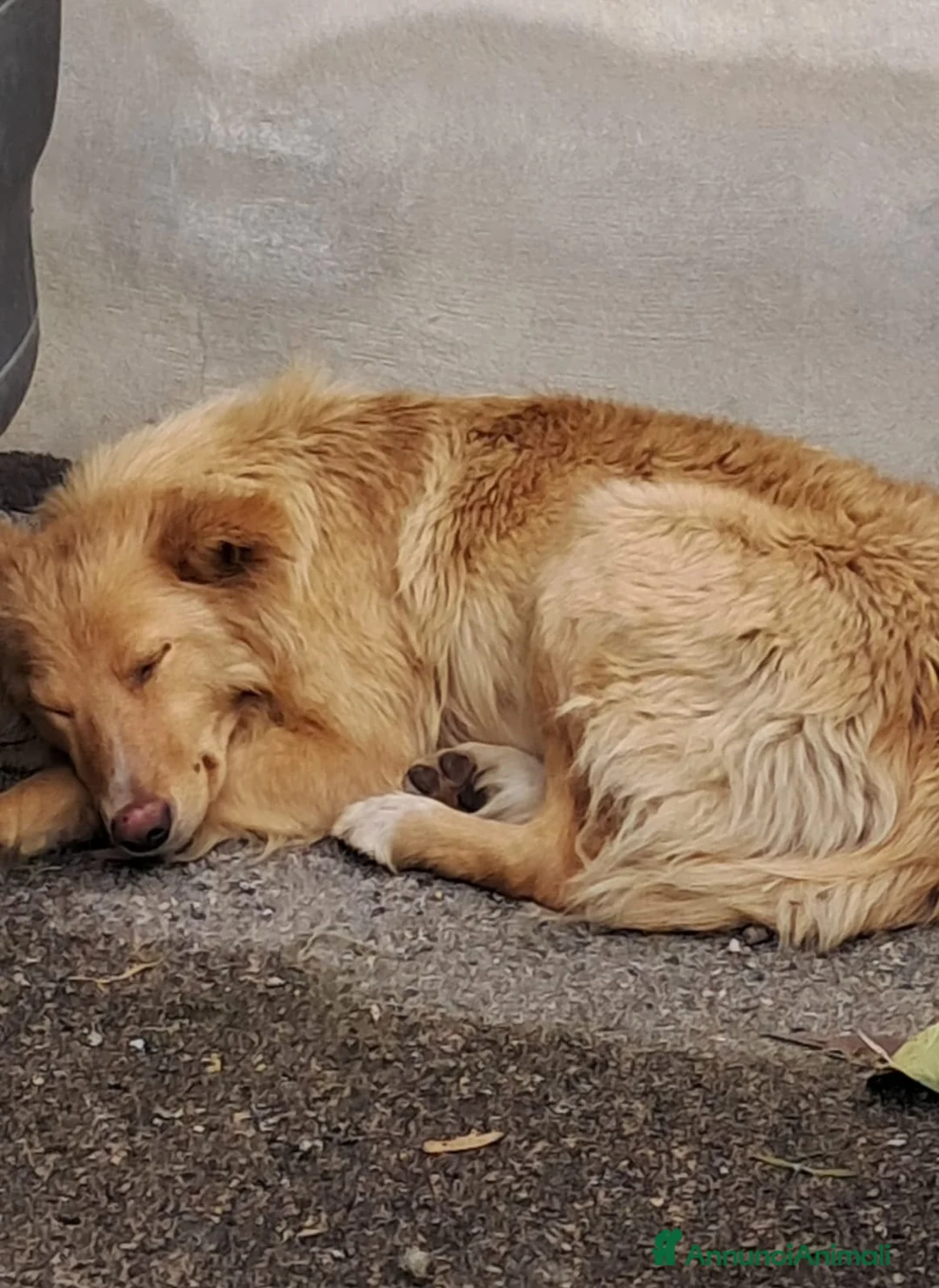 Meticcio cani in regalo: Blondie femmina 18mesi tg contenuta SICILIA - Annuncio 3