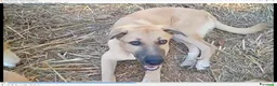 Meticcio cani in regalo: MANGO, cucciolone tg medio grande da adottare a Città metropolitana di Milano - Annuncio 3