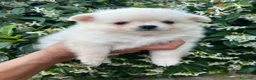 Chihuahua cani in vendita: Chihuahua femmina  - Annuncio 2