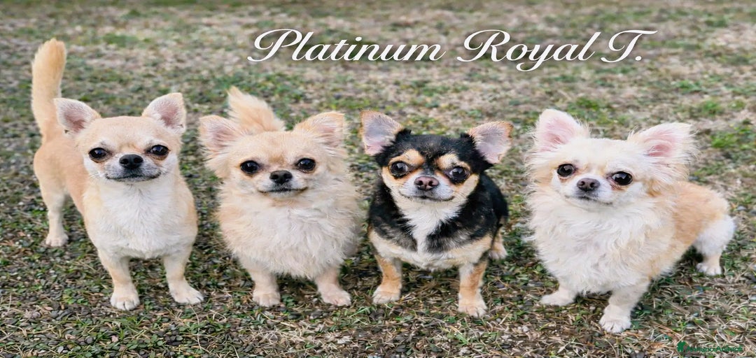 Immagine della galleria {{count}}