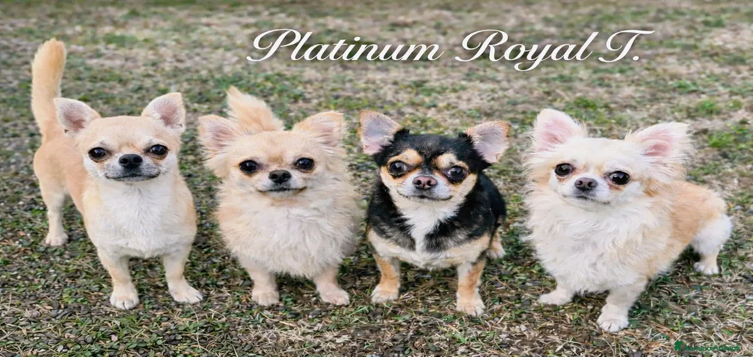 Immagine della galleria {{count}}