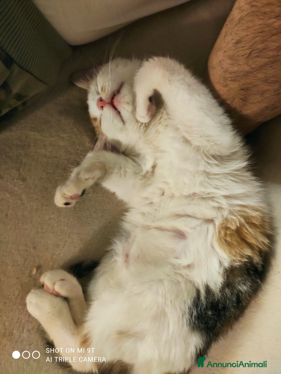 Europeo gatti in regalo: Adozione del cuore 💔 - Annuncio 3