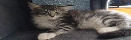 Norvegese gatti in vendita:  Gatti delle foreste Norvegesi - Annuncio 2