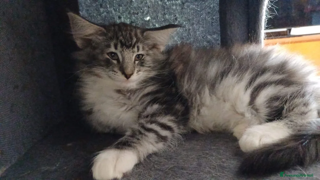 Norvegese gatti in vendita:  Gatti delle foreste Norvegesi - Annuncio 2