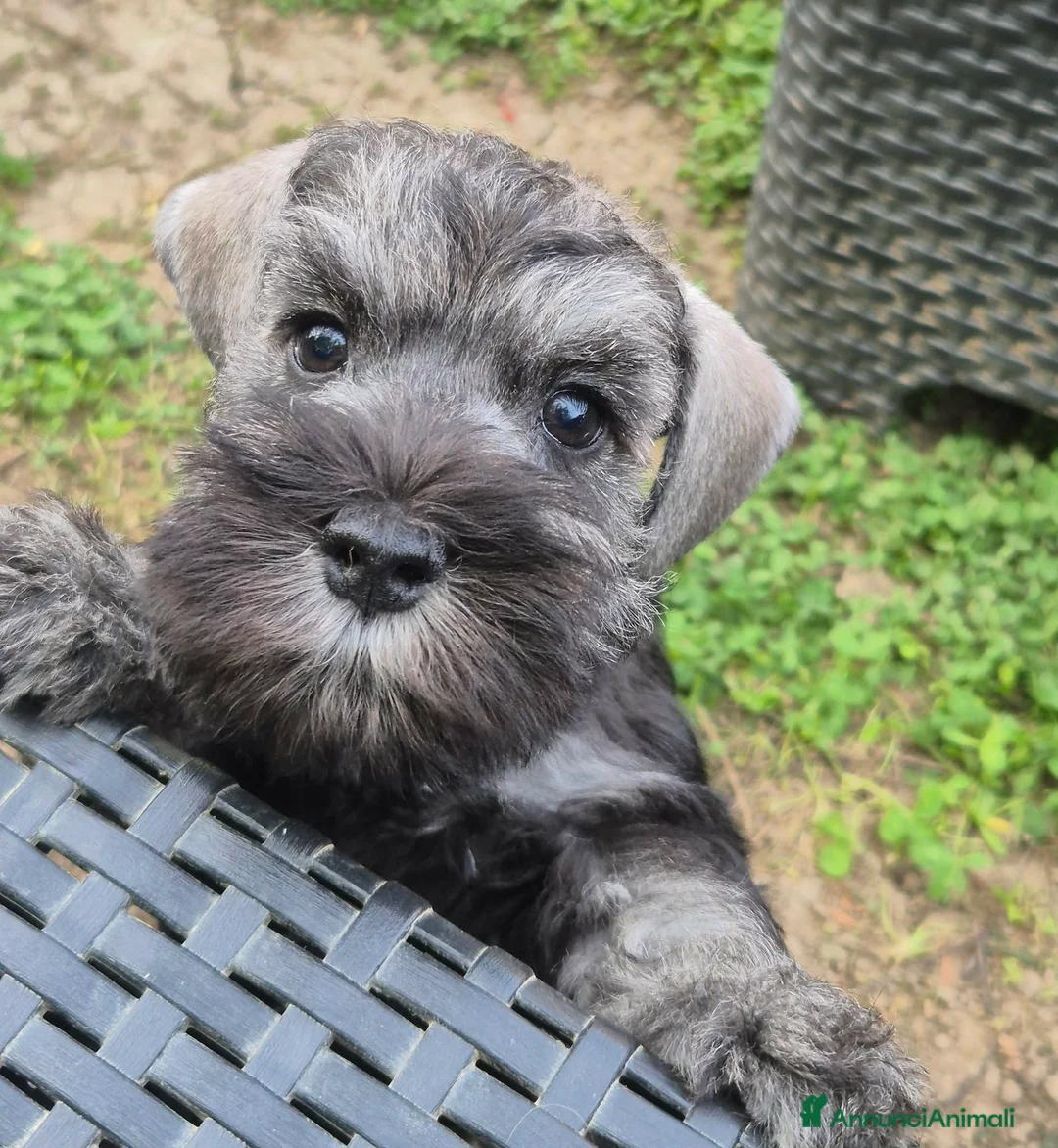 Schnauzer cani in vendita: CUCCIOLI ZWERGSCHNAUZER PEPE E SALE NANI - Annuncio 2
