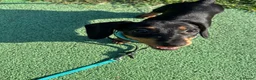 Bassotto cani in vendita: Cucciolo di bassotto tedesco nano femmina - Annuncio 5