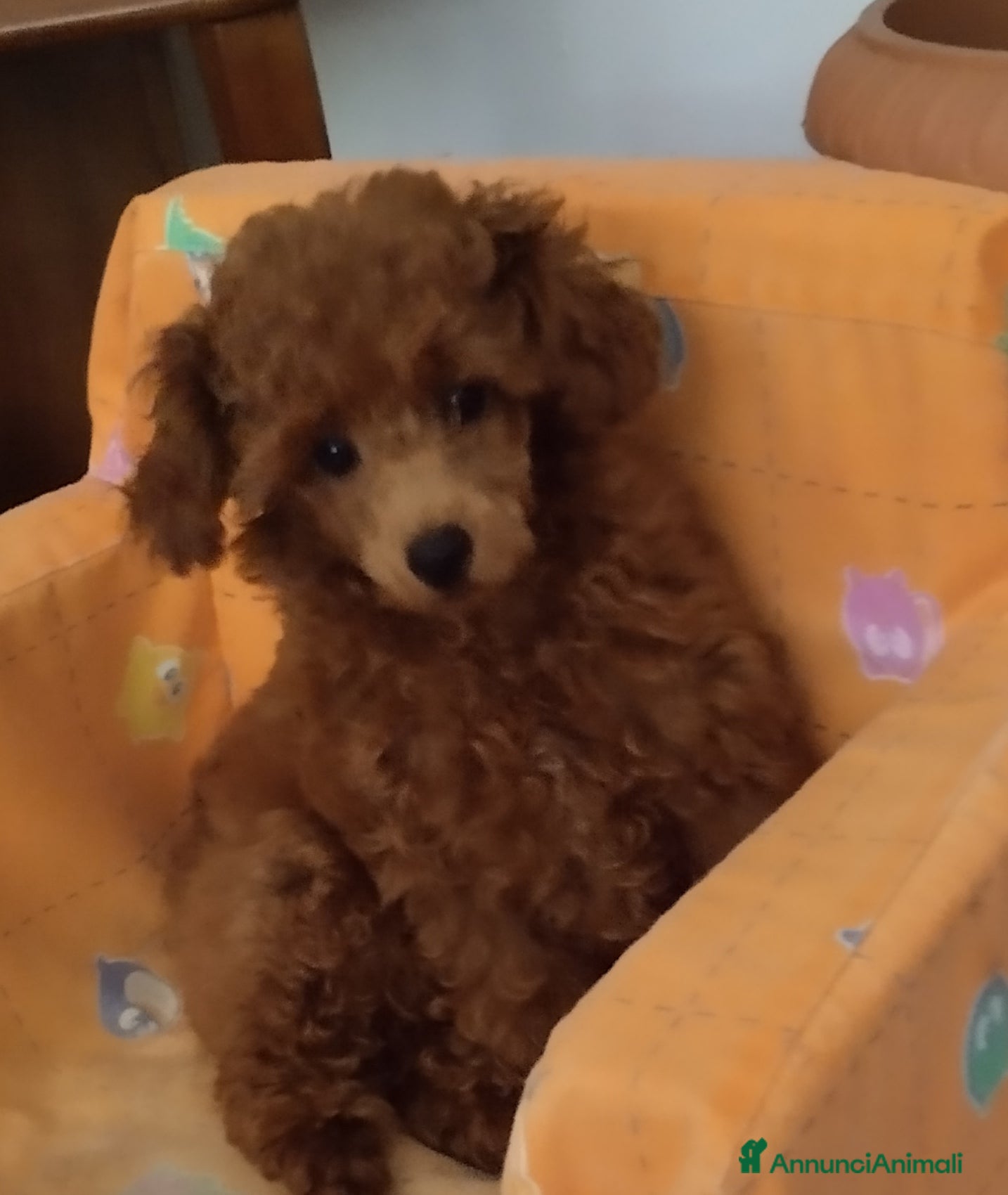 Barboncino Toy cani BARBONCINO FEMMINA MINITOY - Annuncio 27