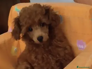 Barboncino Toy cani BARBONCINO FEMMINA MINITOY - Annuncio 27