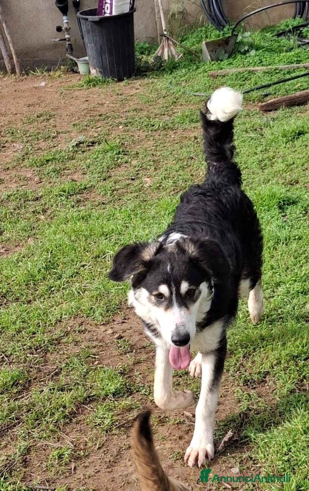 Meticcio cani in regalo: BRETZEL🩷-cucciola. Sta crescendo dietro le sbarre - Annuncio 2
