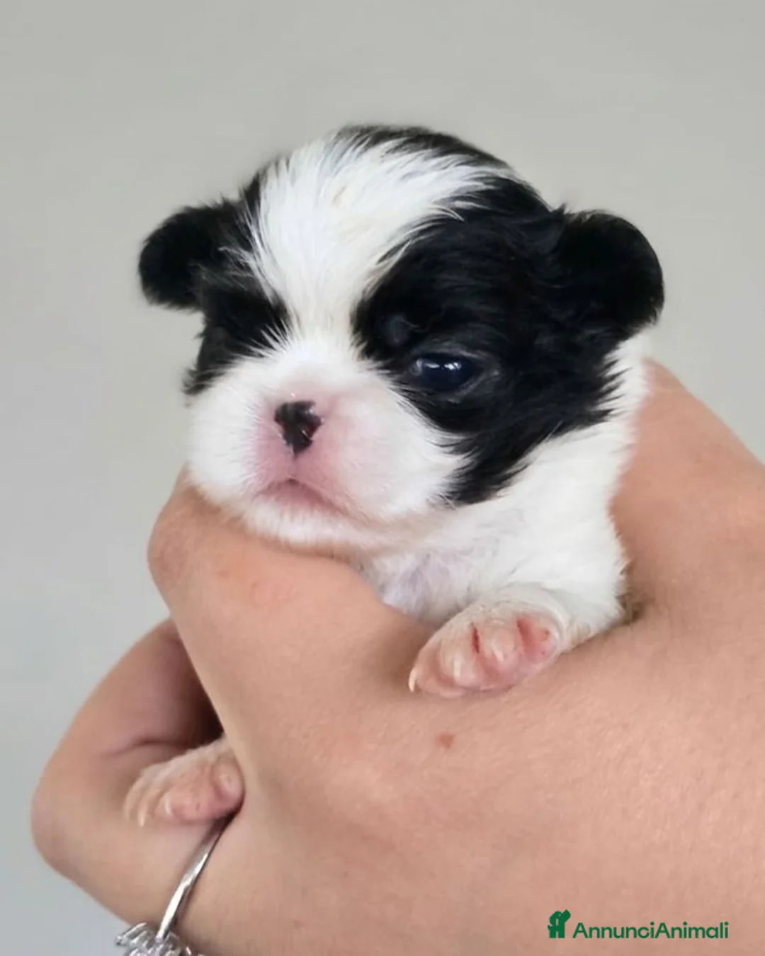 Chin cani in vendita: CUCCIOLI JAPAN CHIN / SPANIEL GIAPPONESE - Annuncio 2