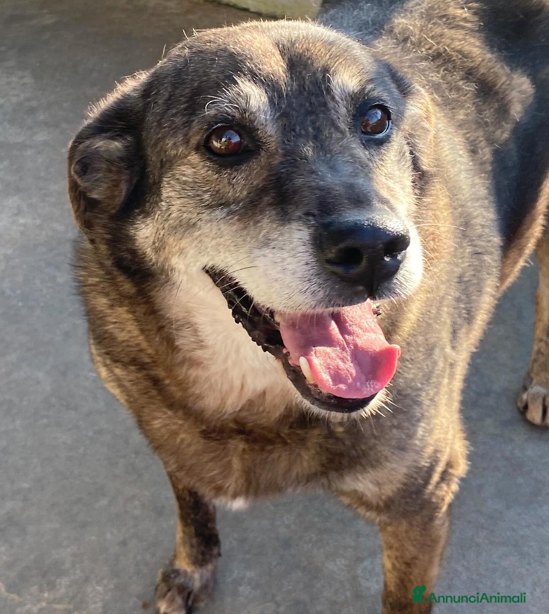 Meticcio cani in regalo: TIMON dolce cagnolino 9 anni cerca adozione a Provincia di Latina - Annuncio 2