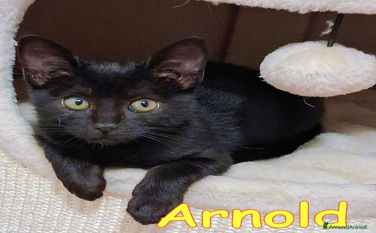 Europeo gatti - Annuncio 10