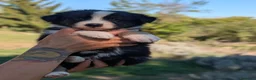 Australian Shepherd cani in vendita: Cuccioli pastore australiano - Annuncio 11