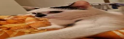 Meticcio gatti in regalo: Ciccio - Annuncio 3