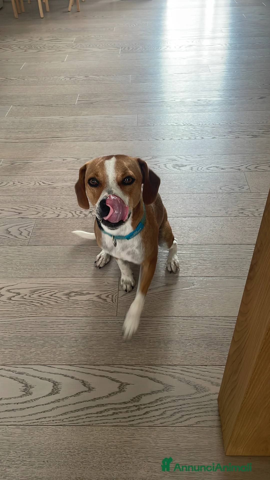 Meticcio cani in regalo: Cane meticcio in regalo - Annuncio 3