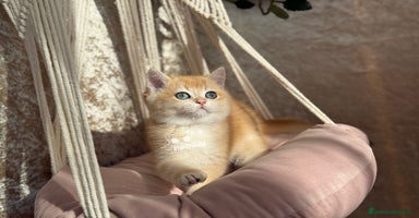 British gatti - Annuncio 11