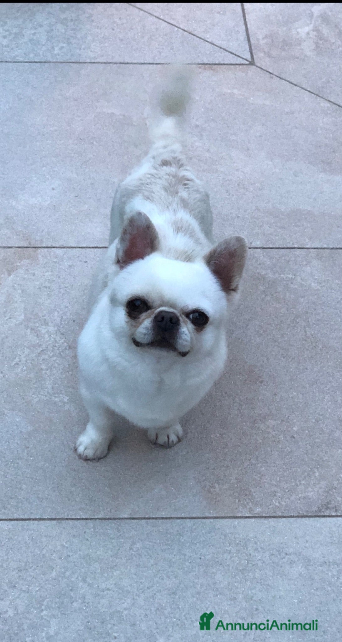 Chihuahua cani Maschietto adulto  - Annuncio 1