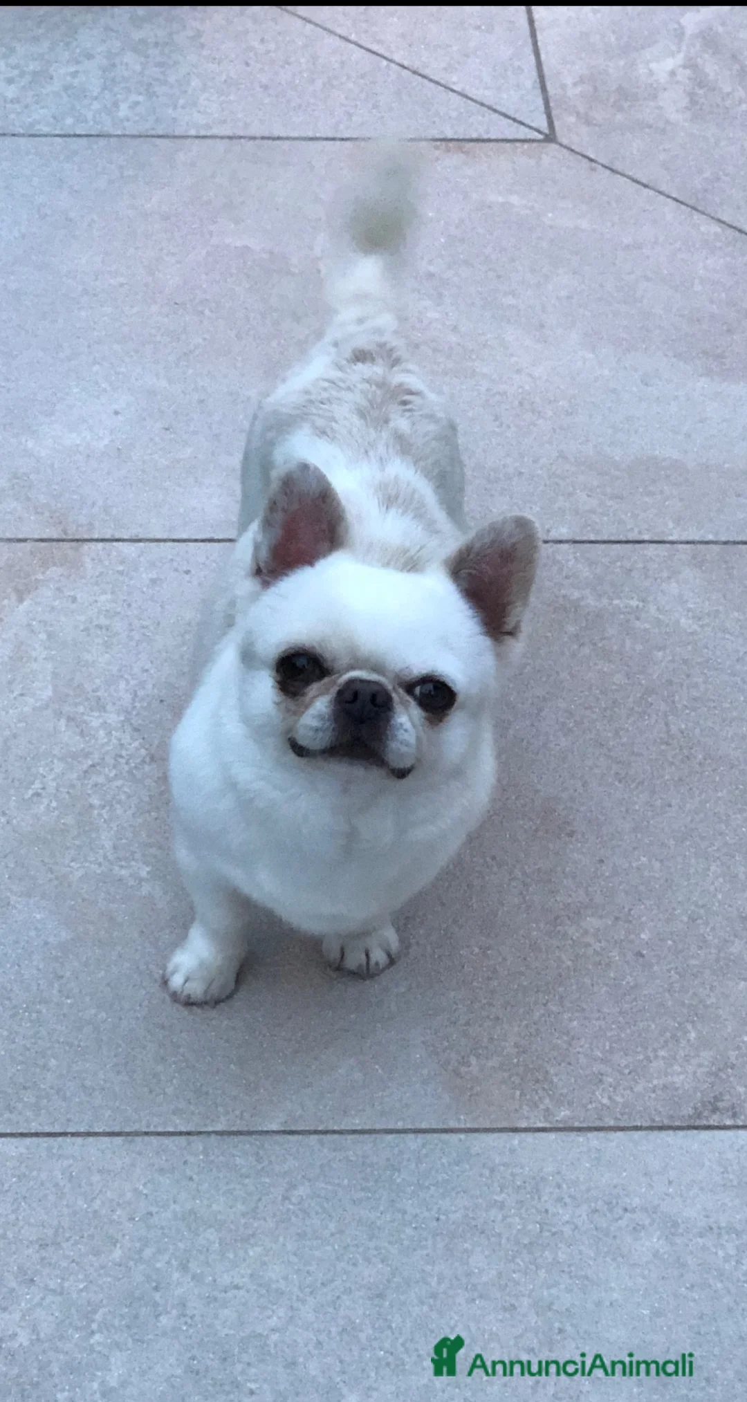 Chihuahua cani in vendita: Maschietto adulto  - Annuncio 1